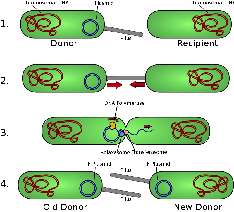 plasmid conjugation